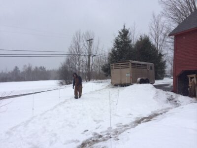 Winter Pigs and Spring Preparations at Sugar River Farm Image
